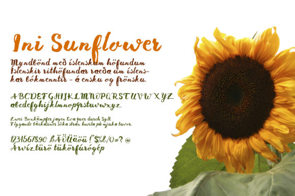 Ini Sunflower Script Font for Small Business Branding